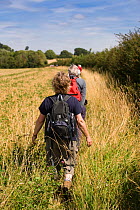 Cotswold Wardens Walk, Area of Outstanding Natural Beauty (AONB) at Eastleach Turville, Gloucestershire, UK, July 2008.