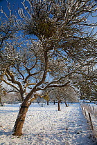 Ancient apple orchard covered in snow, Gloucestershire, UK, January 2010.