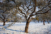 Ancient apple orchard  covered in snow, Gloucestershire, UK, January 2010.