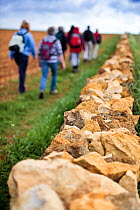 People walking along a stone field boundary on the  Winchcombe Way during the Walking Festival 2011, Tewkesbury, Gloucestershire, UK, May 2011.