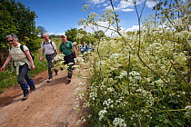 Walkers on Winchcombe Way during the Walking Festival 2011, Cow parsley (Anthiscus sylvestris) flowering on verge, Tewkesbury, Gloucestershire, UK, May 2011.