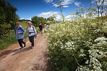 Walkers on Winchcombe Way during the Walking Festival 2011, Cow parsley (Anthiscus sylvestris) flowering on verge, Tewkesbury, Gloucestershire, UK, May 2011.