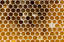 Macro shot of honey bee comb showing pollen-filled cells, UK, June 2011.
