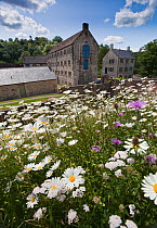 Bourne Mills with wild flowers, Yarrow and Oxeye daisy, in the foreground, Brimscombe, Gloucestershire, UK, June 2011.