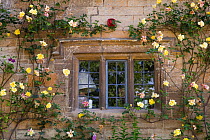 Garden flowers growing up the wall of a cottage in the village of Stanton, Gloucestershire, UK, June 2011.