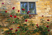 Red roses (Rosa sp) growing outside a Cotswold stone cottage, Snowshill, Gloucestershire, UK, June 2011.