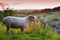 Cotswolds Lion rare breed sheep (Ovis aries) and the village of Naunton at sunset, Gloucestershire, UK, June 2001.