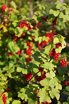 Redcurrant plant with ripe fruit (Ribes rubrum) UK, June.