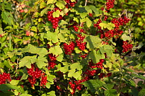 Redcurrant plant with ripe berries (Ribes rubrum) UK, June.