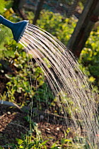 Water pouring from watering can rose over vegetables on an allotment, UK, June 2011.