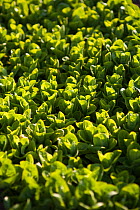 Lettuce (Lactuca sativa) close up of seedlings growing in a vegetable bed, UK, June.