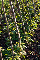 Runner bean (Phaseolus) seedlings growing up canes on an allotment, June 2011.