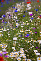 Mixed wildflowers including Corncokle, Cornflower and Ox-eye daisy growing in the Slad Valley, Stroud, Gloucestershire, UK, June 2011.