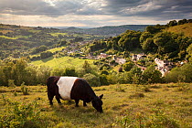 Belted galloway cows (Bos taurus) conservation grazing on Rodborough Common National Trust to help protect the unimproved grasslands, Stroud, Gloucestershire, UK, June 2011.
