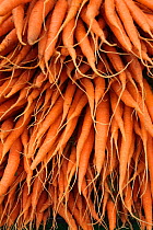 Carrots (Daucus carota) for sale at Cirencester Farmers Market, Cirencester, Gloucestershire, UK, July 2011.