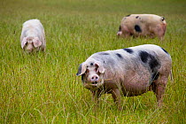 Gloucester old spot domestic pig (Sus scrofa domestica) ears covering eyes, freerange in a field, UK.