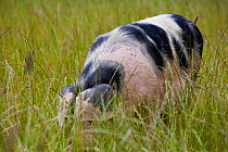 Gloucester old spot domestic pig (Sus scrofa domestica) with head down in the grass, freerange in a field, UK.