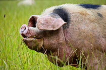 Gloucester old spot domestic pig (Sus scrofa domestica) portrait with ears covering eyes, UK.