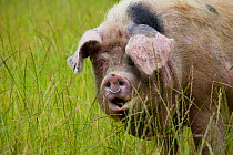 Gloucester old spot domestic pig (Sus scrofa domestica) portrait with mouth open and ring in nose, UK.