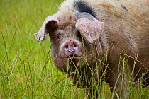 Gloucester old spot domestic pig (Sus scrofa domestica) portrait with ring in nose, UK.