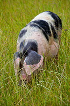 Gloucester old spot domestic pig (Sus scrofa domestica) with head down in the grass, freeranging in a field, UK.