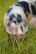 Gloucester old spot domestic pig (Sus scrofa domestica) portrait with ears covering eyes, UK.