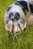 Freerange Gloucester old spot domestic pig (Sus scrofa domestica) portrait with ears covering eyes, UK.