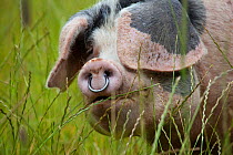 Gloucester old spot domestic pig (Sus scrofa domestica) head portrait with ring through snout and ears covering eyes, UK.