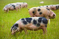 Gloucester old spot domestic pigs (Sus scrofa domestica) ears covering eyes, freerange in field, UK.