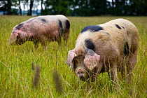 Gloucester old spot domestic pigs (Sus scrofa domestica) ears covering eyes, freerange in a field, UK.