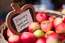 Hand picked heritage apples, Discovery, in a basket, Stroud Farmers Market, Stroud, Gloucestershire, UK, August 2011.