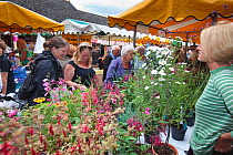 Woman selling flower plants at Stroud Farmers Market, Stroud, Gloucestershire, UK, August 2011.