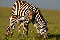 Burchell's Zebra (Equus quagga) mother with new born foal. Masai Mara, Kenya. (non-ex).