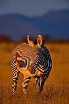 Grevy's Zebra (Equus grevyi) in late sunlight. Samburu, Kenya, Africa. (non-ex).