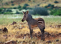 Mountain Zebra (Equus zebra) foal. Damaraland, Namibia. (non-ex).