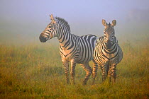 Burchell's Zebras (Equus quagga) in morning mist. Masai Mara, Kenya.