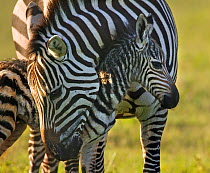 RF- Burchell's Zebra (Equus quagga) mother with new born foal. Masai Mara, Kenya. (This image may be licensed either as rights managed or royalty free.)