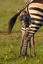 Burchell's Zebra (Equus quagga) foal hiding under its mother's tail. Masai Mara, Kenya.