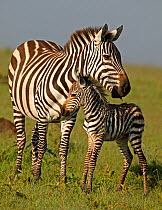 Burchell's Zebra (Equus quagga) mother with new born foal. Masai Mara, Kenya.