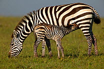 Burchell's Zebra (Equus quagga) mother suckling her new born foal. Masai Mara, Kenya.
