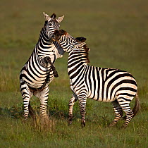 Two Common Zebra (Equus quagga) fighting. Masai Mara, Kenya.