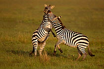 RF- Two Common Zebra (Equus quagga) fighting. Masai Mara, Kenya. (This image may be licensed either as rights managed or royalty free.)