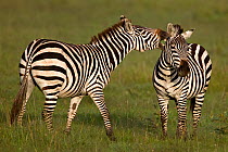 Common Zebra (Equus quagga) biting a competitor. Masai Mara, Kenya.