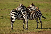 Two Common Zebra (Equus quagga) resting on each other standing side by side. Masai Mara, Kenya.