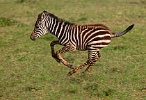 Young Zebra (Equus quagga) learning to run and pronk. Masai Mara, Kenya.