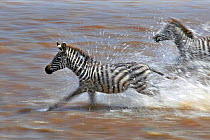 Burchell's Zebra (Equus quagga) crossing river during migration. Masai Mara, Kenya.