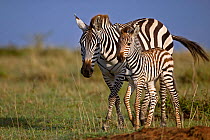 Burchell's Zebra (Equus quagga) mother with newborn foal. Masai Mara, Kenya.