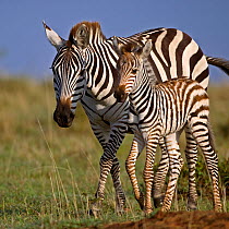 Burchell's Zebra (Equus quagga) mother with foal. Masai Mara, Kenya.