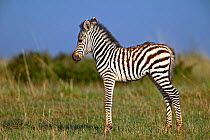 Burchell's Zebra (Equus quagga) newborn foal in profile. Masai Mara, Kenya.
