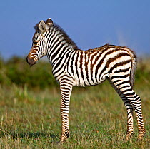 Burchell's Zebra (Equus quagga) newborn foal. Masai Mara, Kenya.